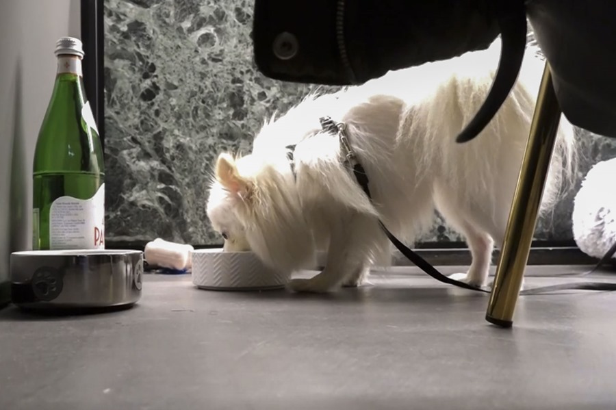 Restaurantes de La Rioja reciben 5 Soletes de la Guía Repsol por admitir mascotas